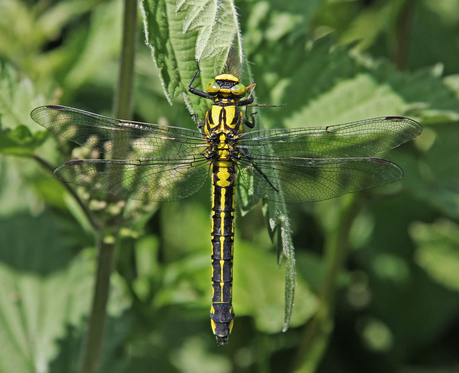 Female Gomphus vulatissimus by David Kitching